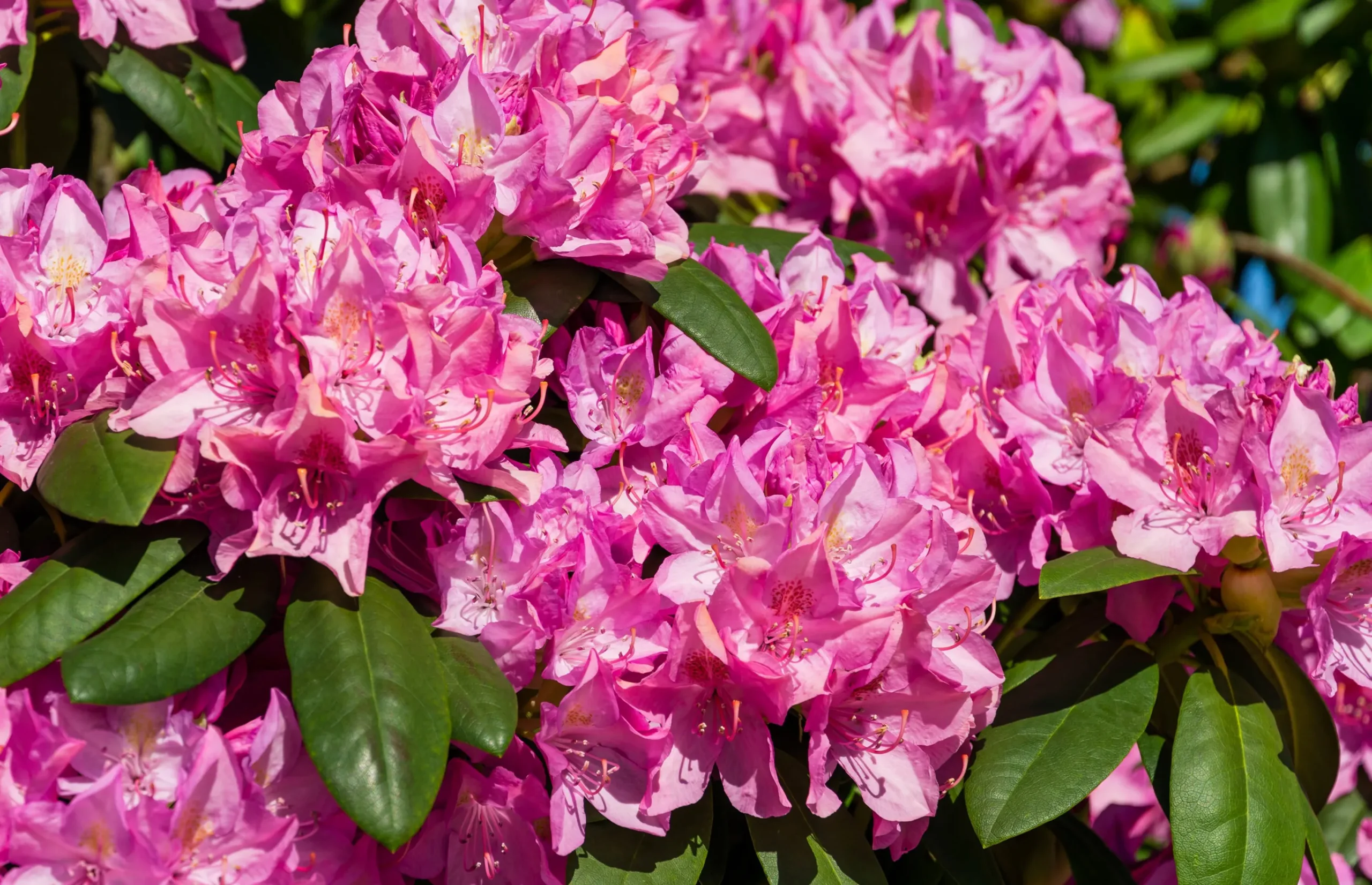 Park Rhododendron 'Roseum Elegans'>Omnia garden Outlet