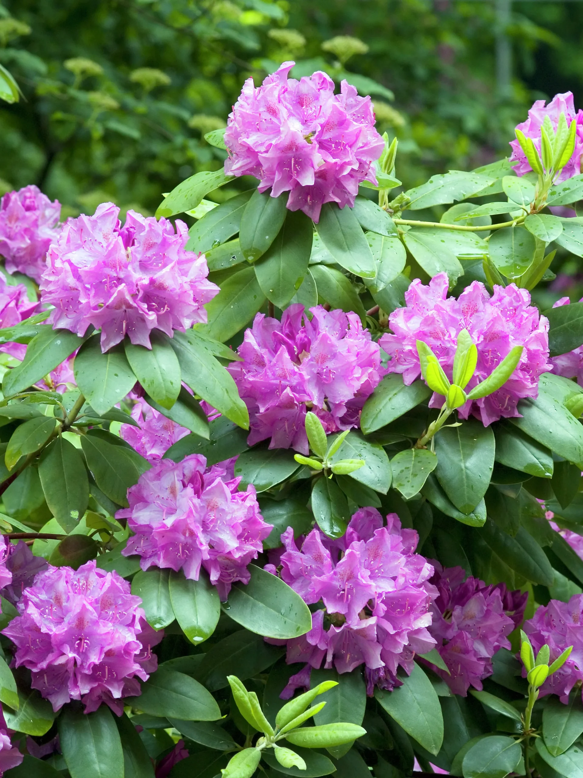 Park Rhododendron 'Roseum Elegans'>Omnia garden Outlet