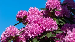 Park Rhododendron 'Roseum Elegans'><noscript><img width=