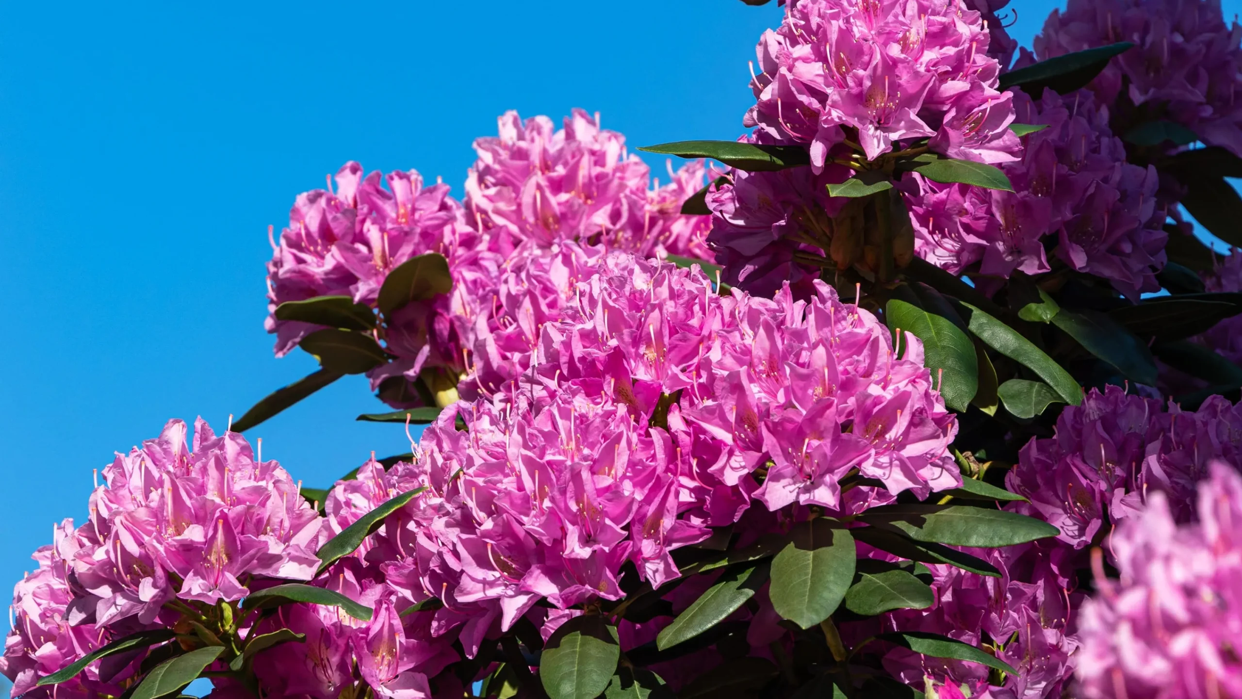 Park Rhododendron 'Roseum Elegans'>Omnia garden Outlet