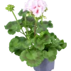 Pelargon 'Estelle'>Mäster Grön Hot