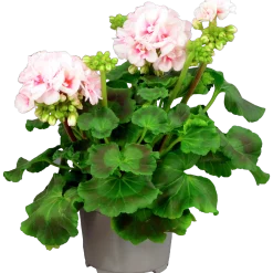 Pelargon 'Estelle'><noscript><img width=