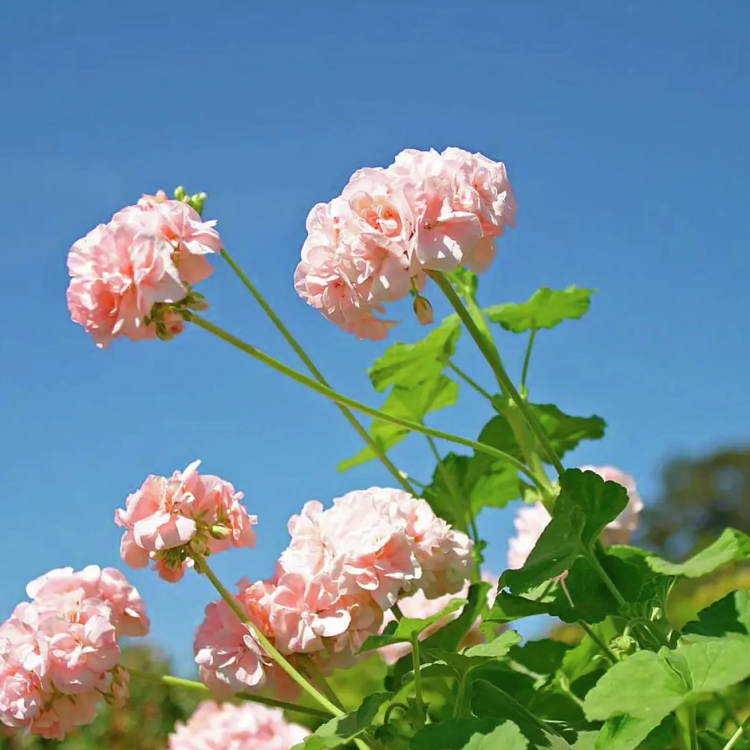 Pelargonjord Hasselfors 15L>Hasselfors Garden
