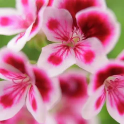 Pelargonjord Hasselfors 40L>Hasselfors Garden