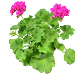 Pelargon lat. Pelargonium Calliope Landscape Mix>Mäster Grön Sale