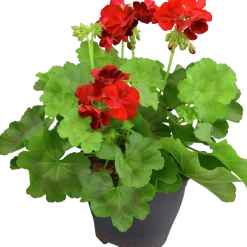 Pelargon lat. Pelargonium Calliope Landscape Mix><noscript><img width=