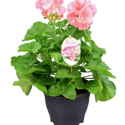 Pelargon lat. Pelargonium Calliope Landscape Mix><noscript><img width=