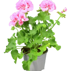 Pelargon lat. Pelargonium Calliope Landscape Mix><noscript><img width=