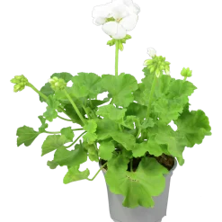 Pelargon lat. Pelargonium Calliope Landscape Mix><noscript><img width=