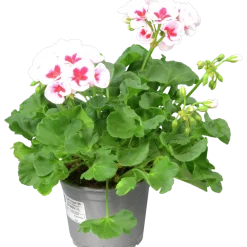 Pelargon lat. Pelargonium Calliope Landscape Mix><noscript><img width=
