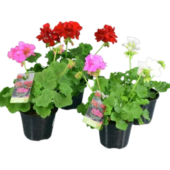Pelargon lat. Pelargonium Calliope Landscape Mix><noscript><img width=