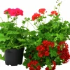 Pelargon lat. Pelargonium Calliope Landscape Serien>Mäster Grön Clearance
