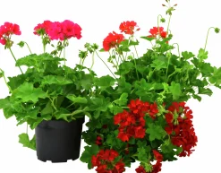 Pelargon lat. Pelargonium Calliope Landscape Serien>Mäster Grön Clearance