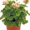 Pelargon lat. Pelargonium x hortorum Ekenbergs Utvalda Mix>Mäster Grön Sale