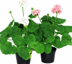Pelargon lat. Pelargonium x hortorum Ekenbergs Utvalda Mix>Mäster Grön Sale