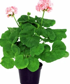 Pelargon lat. Pelargonium x hortorum Ekenbergs Utvalda Mix><noscript><img width=
