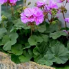 Pelargon lat. Pelargonium x hortorum Moonlight 'Violino'>Mäster Grön Online