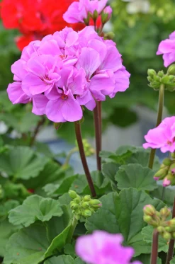 Pelargon lat. Pelargonium x hortorum Moonlight 'Violino'>Mäster Grön Online