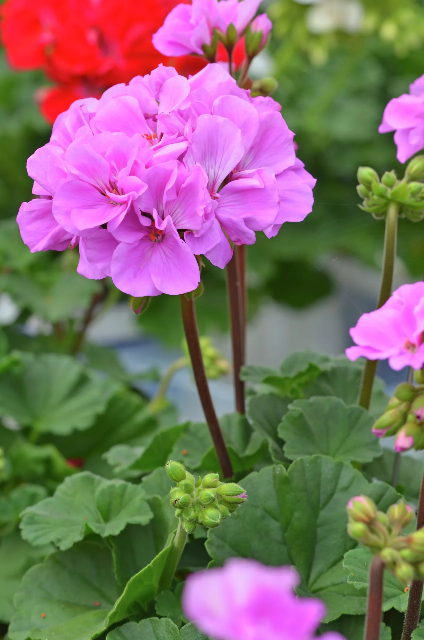 Pelargon lat. Pelargonium x hortorum Moonlight 'Violino'>Mäster Grön Online
