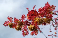 Pelarrönn 'Autumn Spire' Krukodlad>Omnia garden Online