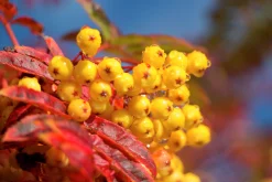 Pelarrönn 'Autumn Spire' Krukodlad>Omnia garden Online