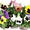 Penseer lat. Viola x wittrockiana Blandade färger 6-p>Danblumen Clearance