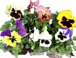 Penseer lat. Viola x wittrockiana Blandade färger 6-p>Danblumen Clearance