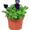 Penseé Mix Special 12cm>Danblumen Sale