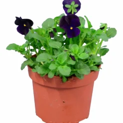 Penseé Mix Special 12cm>Danblumen Sale