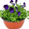 Pensé lat. Viola Tricolor Skål>Mäster Grön Clearance