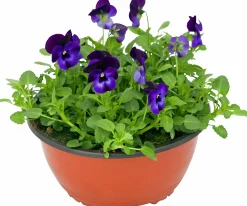 Pensé lat. Viola Tricolor Skål>Mäster Grön Clearance