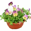 Pensé lat. Viola tricolor var. hortensis 'Cool Wave'>Mäster Grön Online