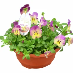 Pensé lat. Viola tricolor var. hortensis 'Cool Wave'>Mäster Grön Online