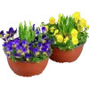 Pensé Småblommig + Påsklilja Skål>Mäster Grön Sale
