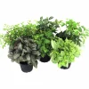 Peperomia lat. Peperomia pereskiifolia Mix>Mäster Grön Sale