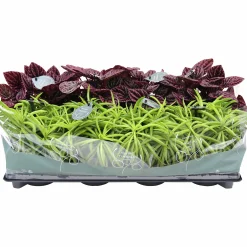 Peperomia Tingdal Mix 11cm kruka>Danblumen