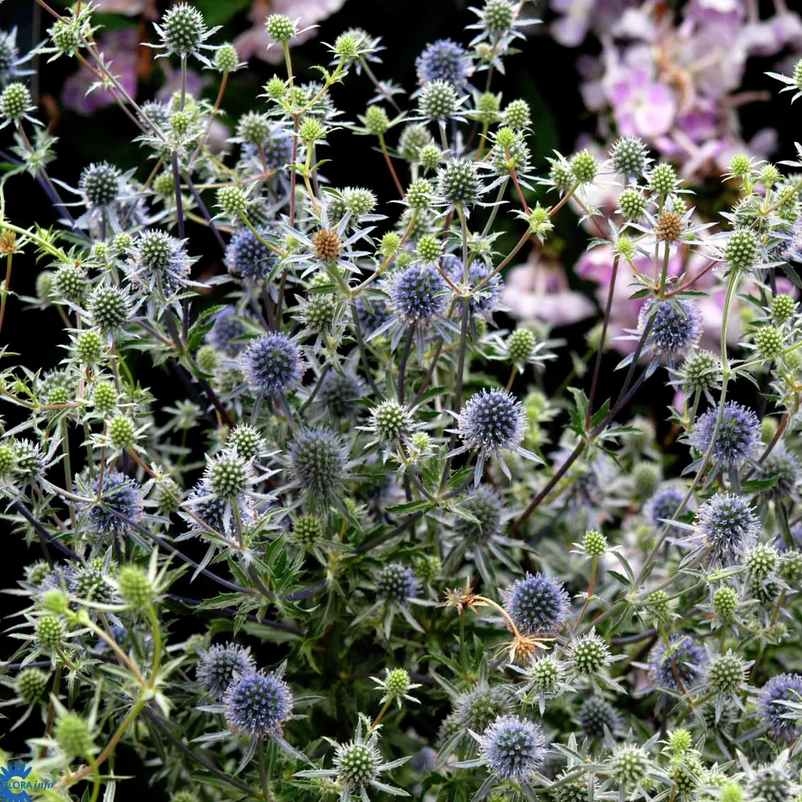 Perenner Mix i 13cm kruka>Danblumen Sale