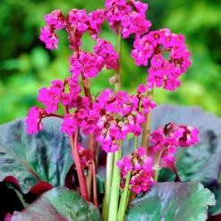 Perenner Mix i 13cm kruka><noscript><img width=