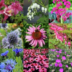 Perenner Mix i 13cm kruka><noscript><img width=