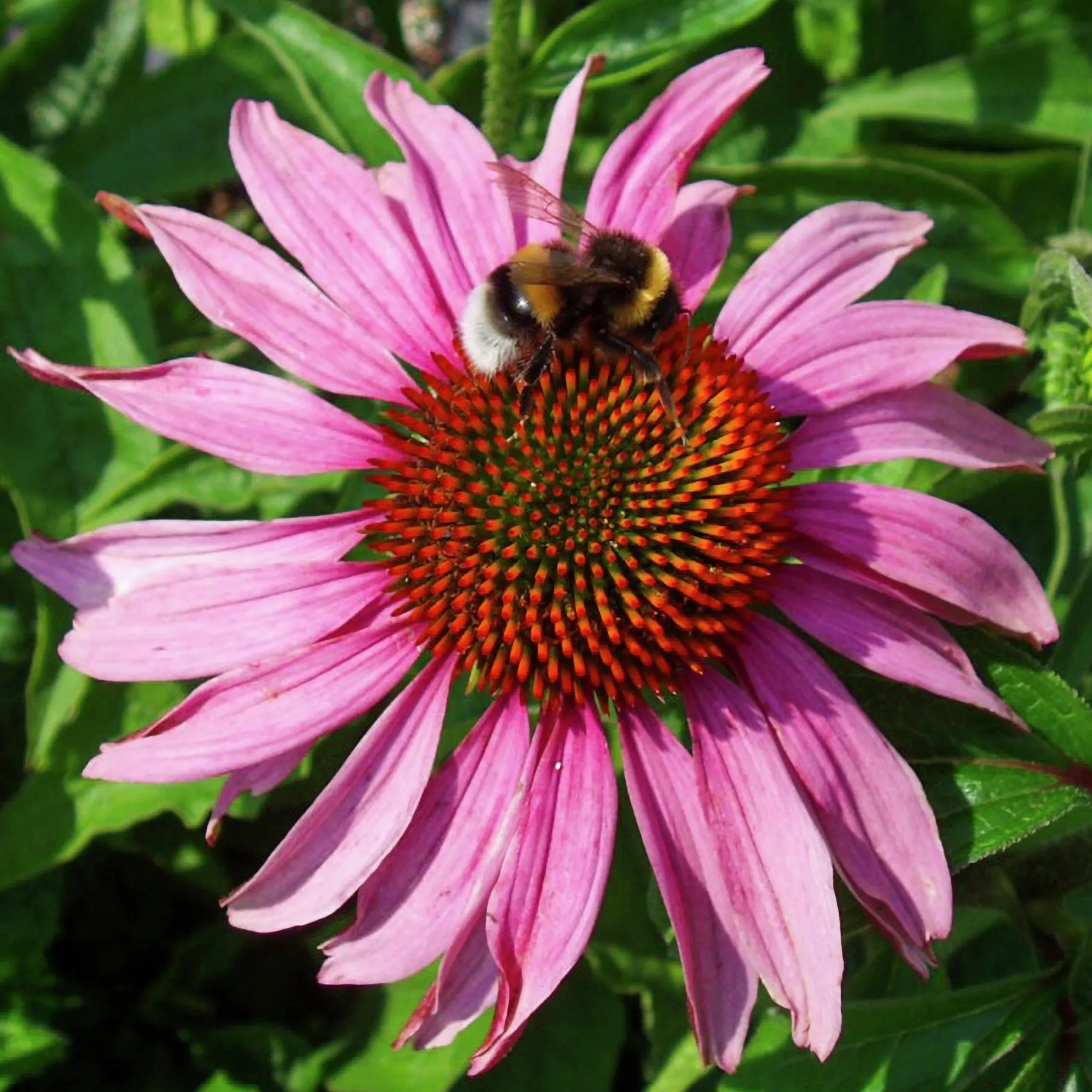 Perenner Mix i 13cm kruka>Danblumen Sale