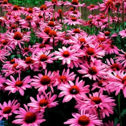 Perenner Mix i 13cm kruka><noscript><img width=