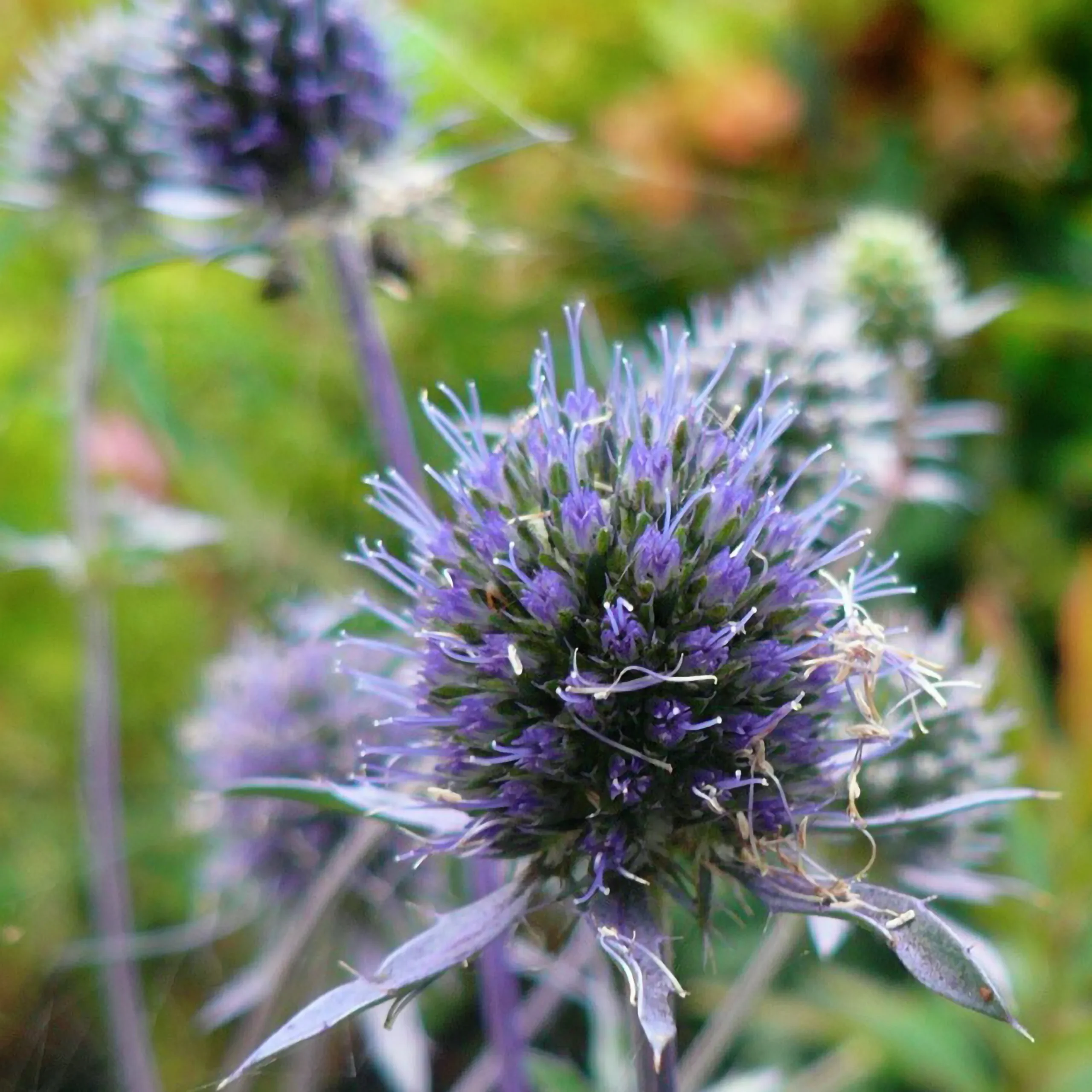 Perenner Mix i 13cm kruka>Danblumen Sale