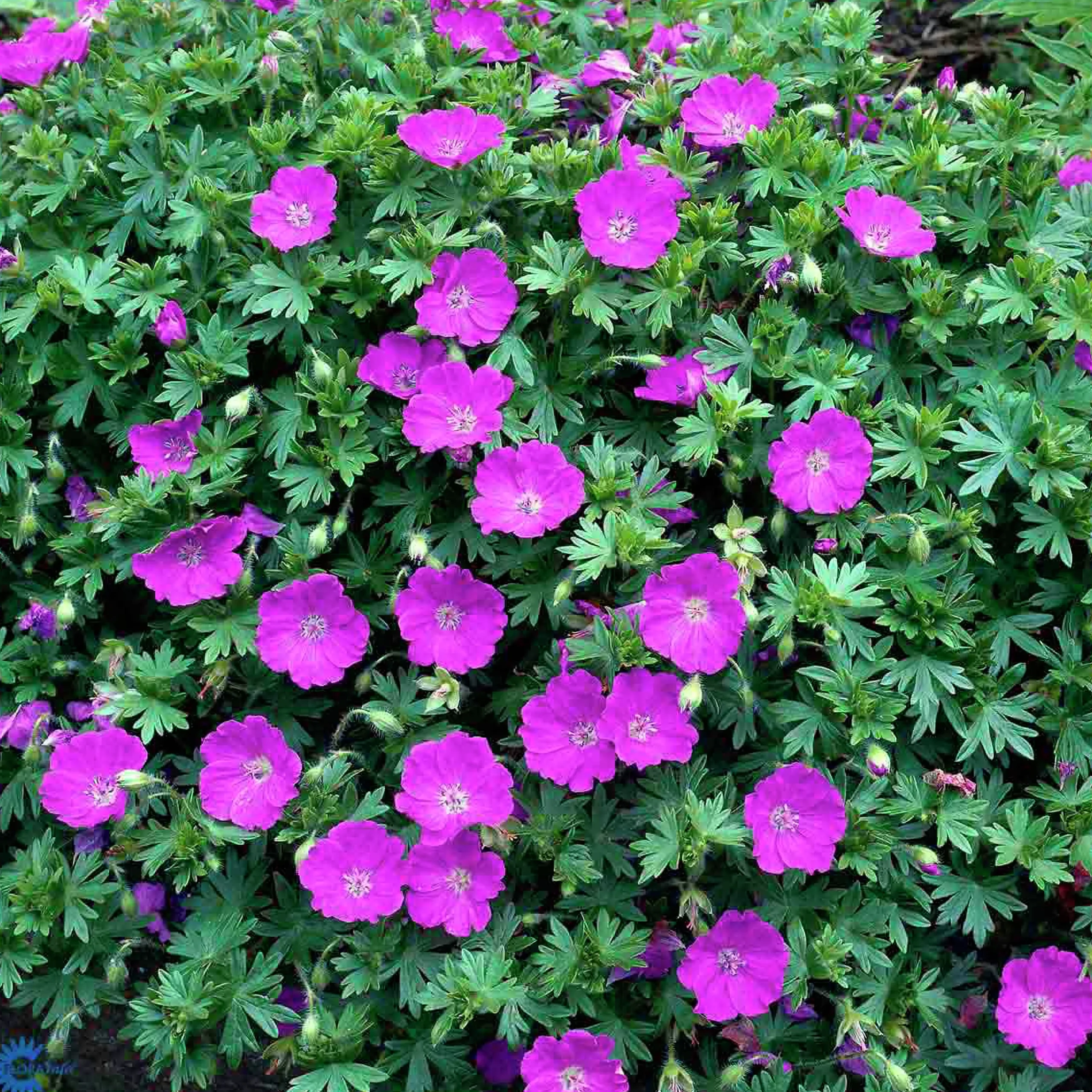 Perenner Mix i 13cm kruka>Danblumen Sale