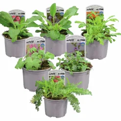 Perenner Svenska Mix i 11cm kruka>Mäster Grön New