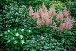 Perennpaket för Skuggigt läge 56st växter>Omnia garden Online