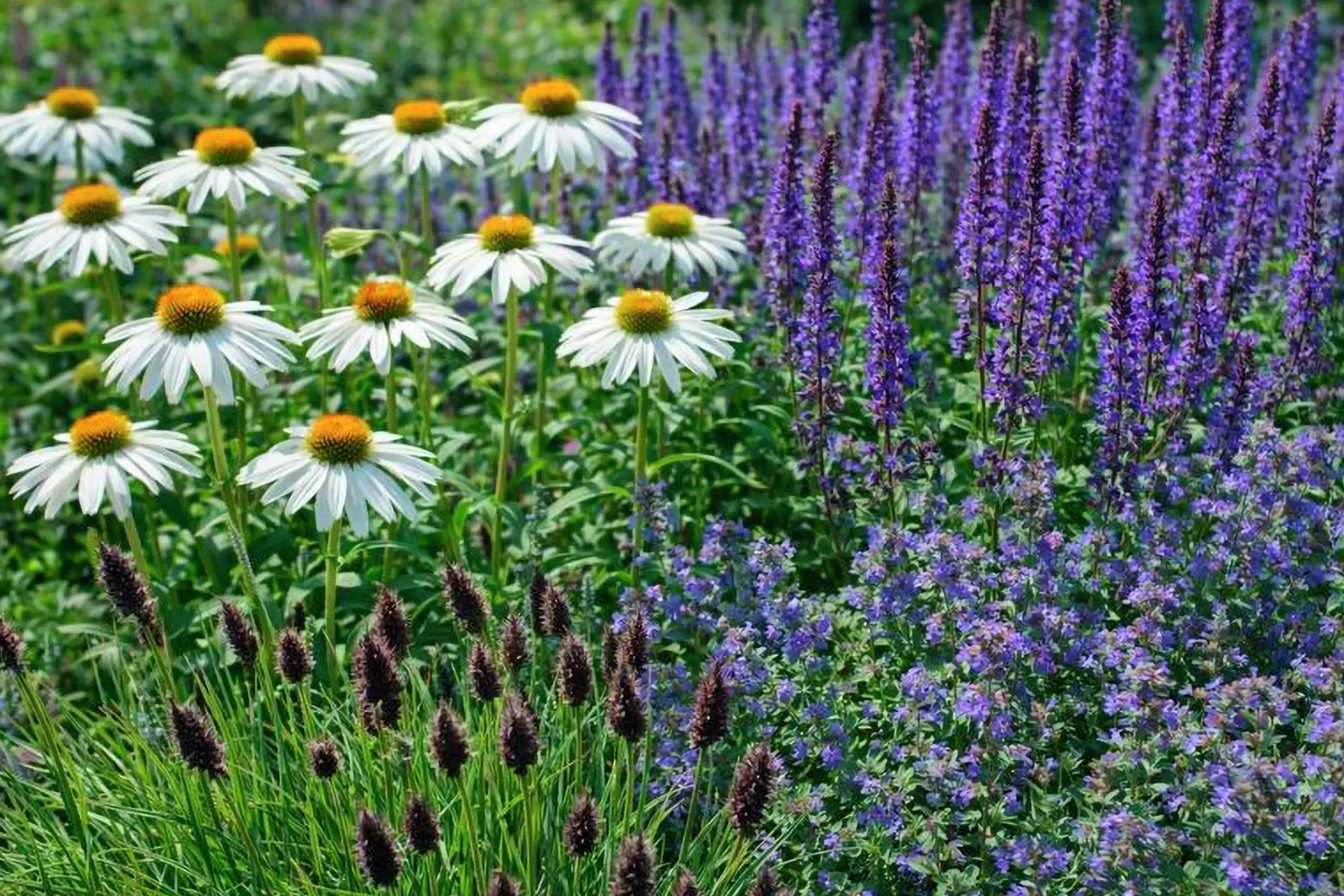 Perennpaket för Soligt läge 56st växter Val A>Omnia garden New