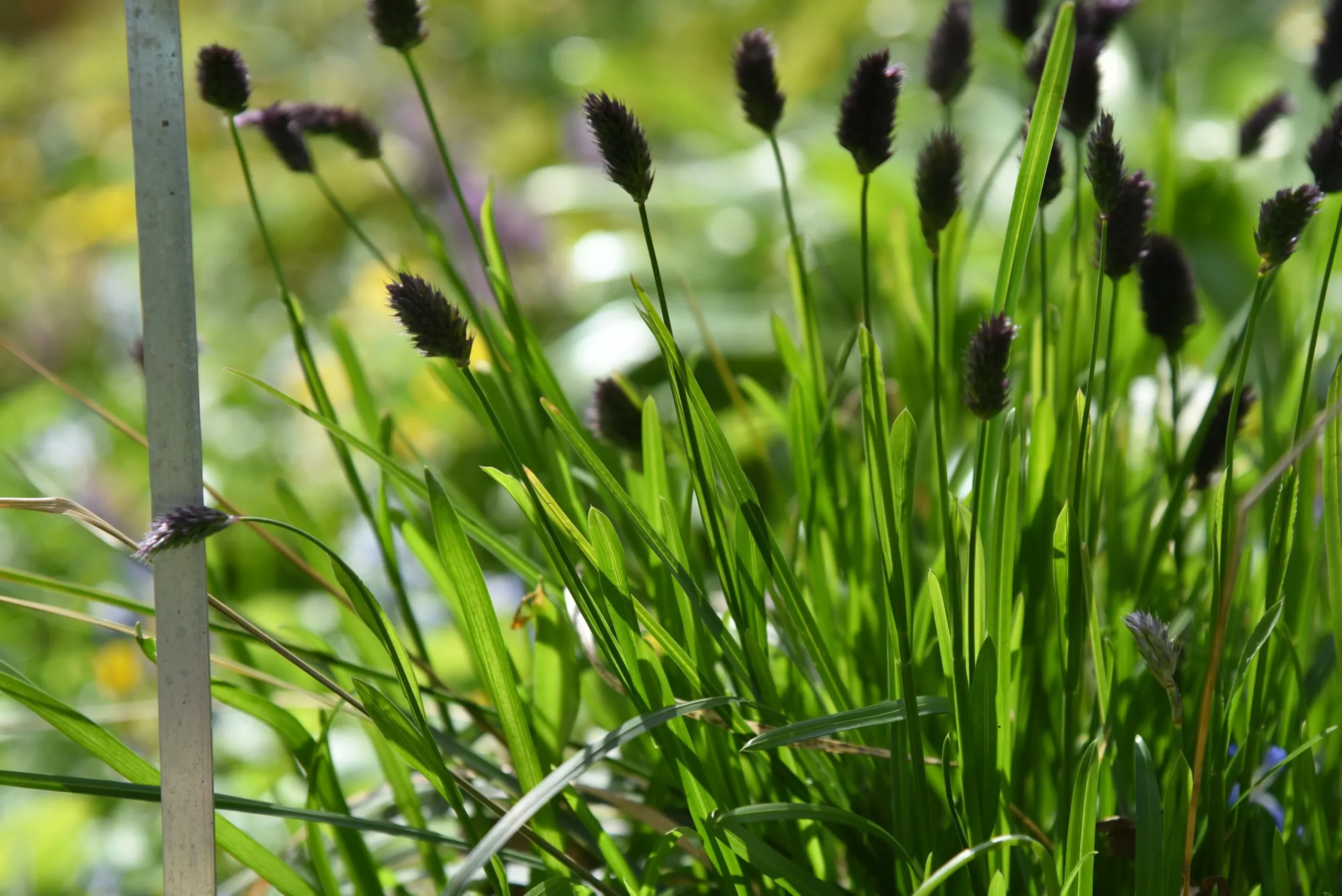 Perennpaket för Soligt läge 56st växter Val A>Omnia garden New