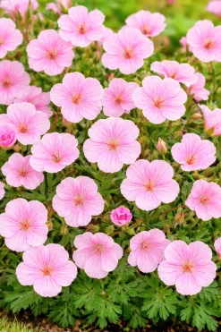 Perennpaket för Soligt läge 56st växter Val B>Omnia garden