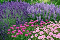 Perennpaket för Soligt läge 56st växter Val B><noscript><img width=