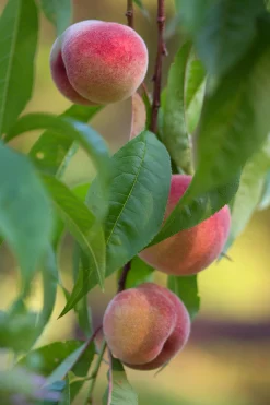 Persika 'Riga'>Omnia garden New